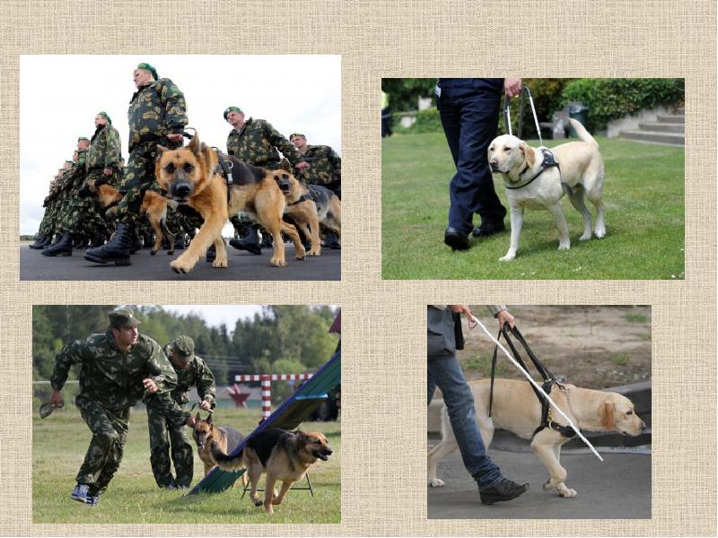 Военные собаки породы с фотографиями и названиями