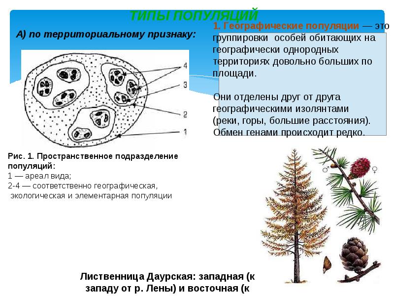 Совокупность популяций растений животных