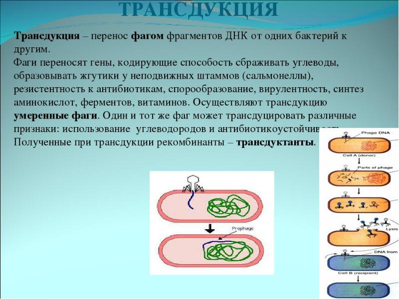 Наследственный аппарат вируса формы жизни бактериофаги. Трансдукция конъюгация (генетика). Трансформация трансдукция конъюгация микробиология. Трансдукция у бактерий микробиология. Стадии неспецифической трансдукции.