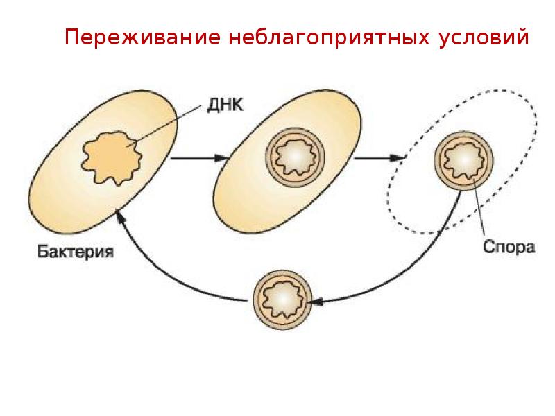 Спора бактерий картинки