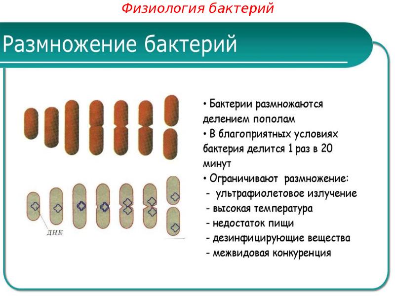 Две бактерии. Две бактерии. Две бактерии. Физиология бактерий. Сообщение на тему микробы.