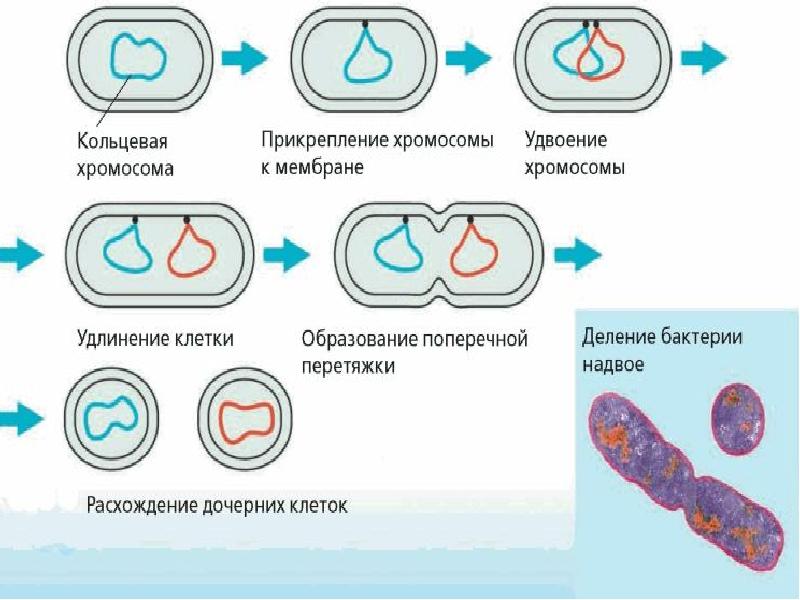 Деление бактерий картинки