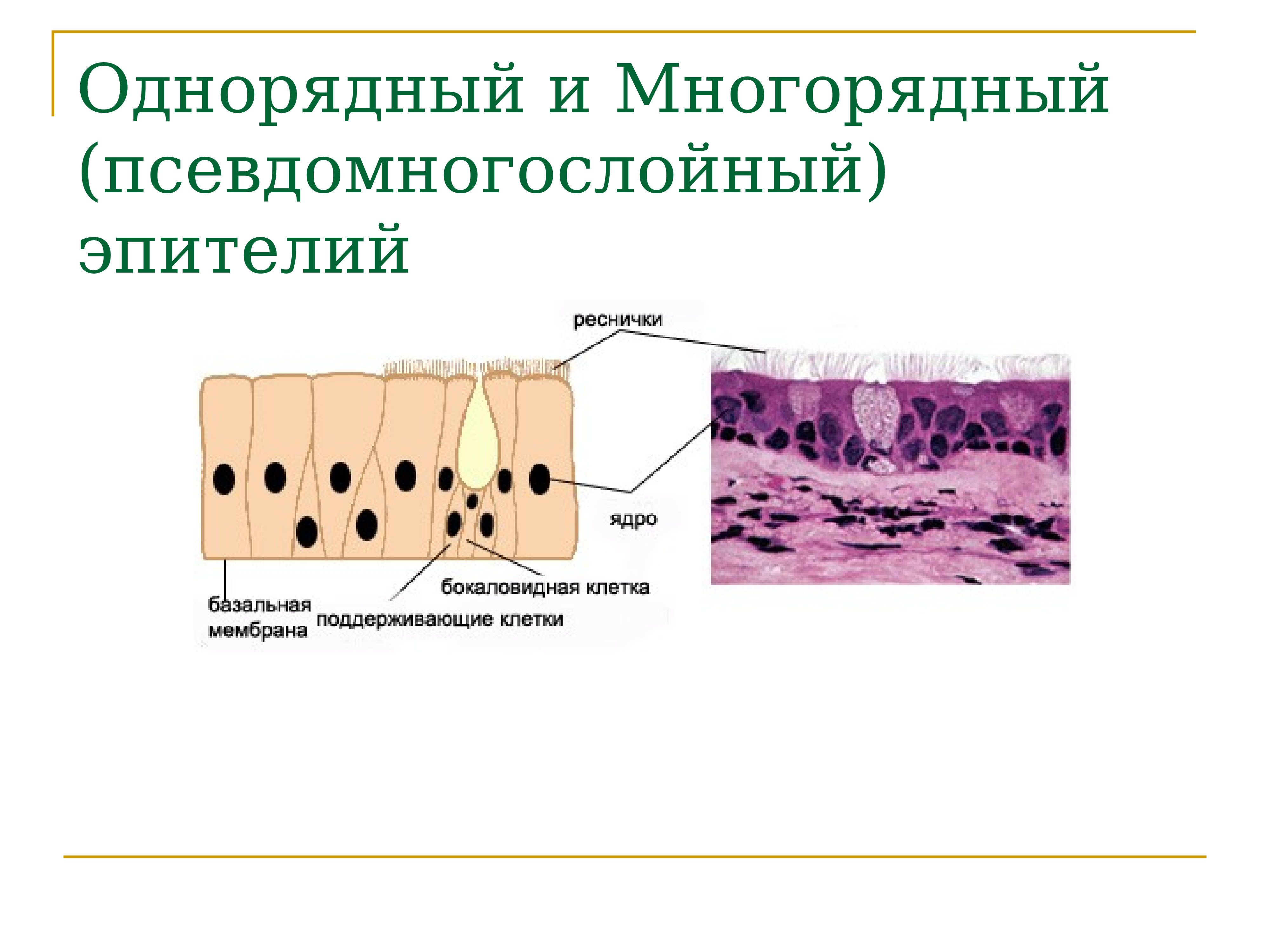 Эпителиальная ткань презентация