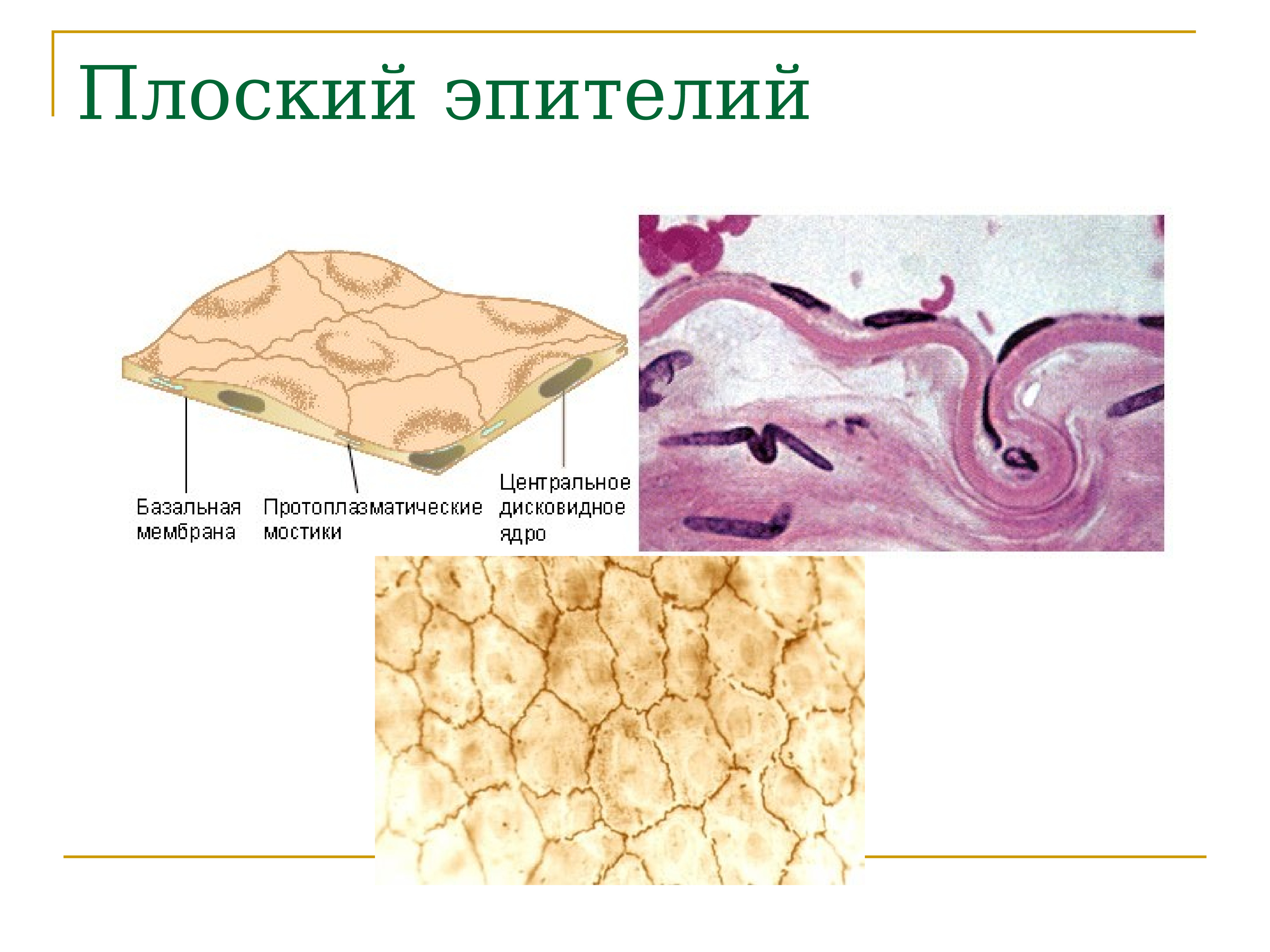 Однослойный плоский эпителий рисунок