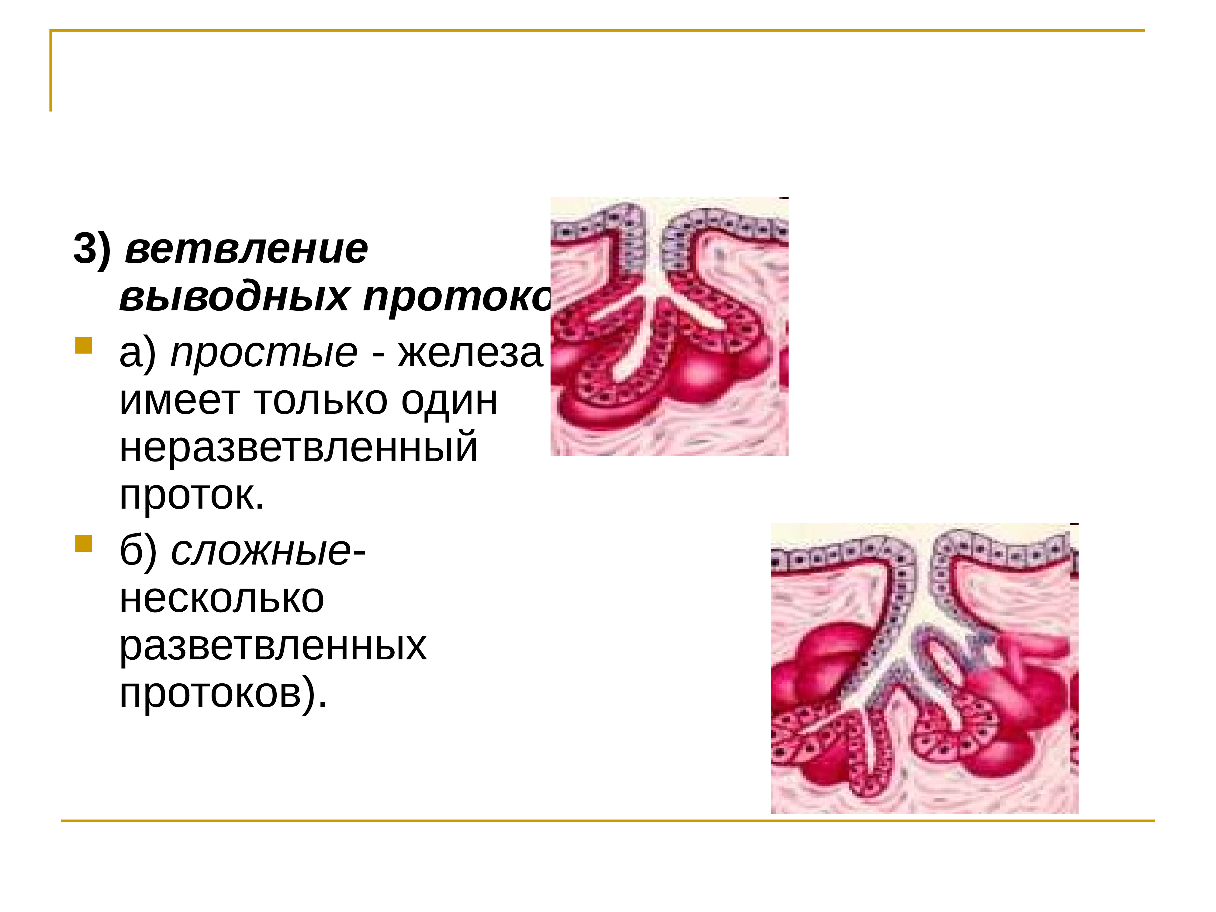 Простая железа. Простые железы выводной проток. Простая разветвленная железа и сложная. Железы простые сложные разветвленные неразветвленные. Выводной проток ветвится железы.
