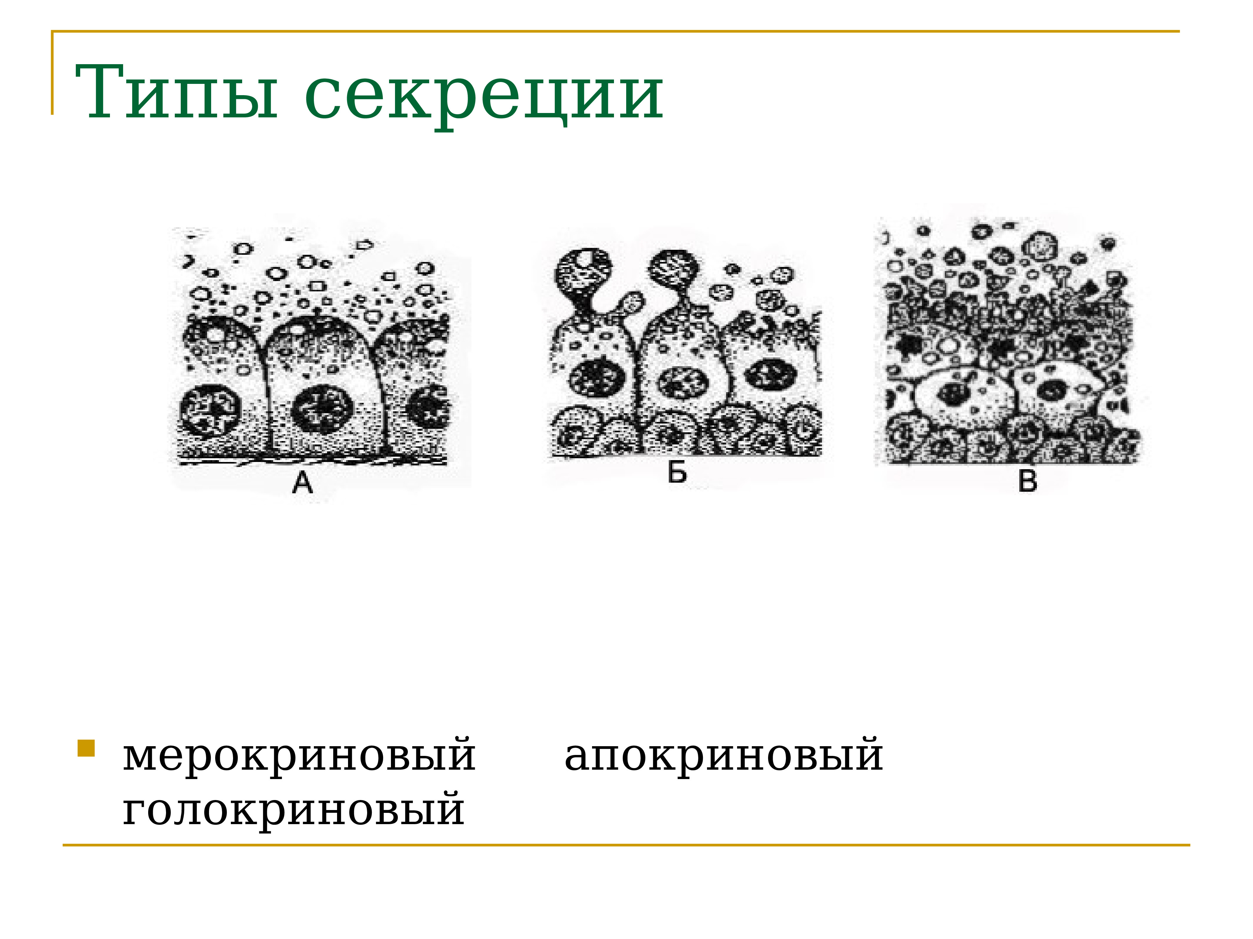 3 типа секреции