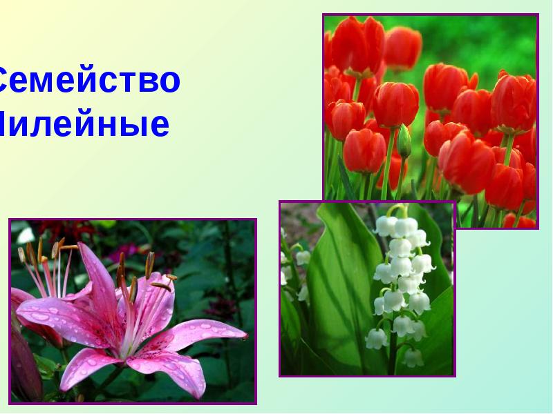 Три примера лилейных. Растения семейства Лилейные. Семейство Лилейные тюльпан. Семейство Лилейные представители тюльпан. Лилейные форма лилейных растений.