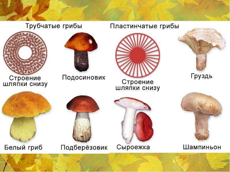 Определи рисунок на котором изображен трубчатый гриб