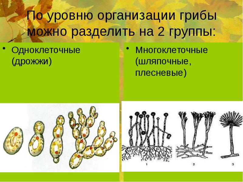 Одноклеточные грибы рисунок