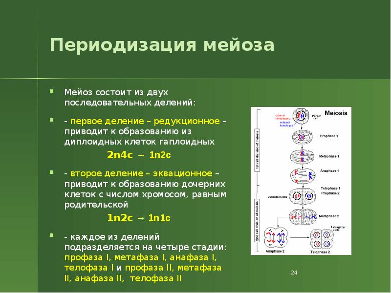 Фото митоза и мейоза