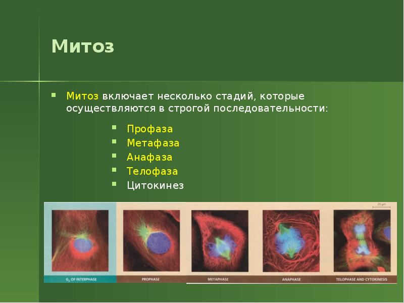 Репродукция клеток. Механизмы цитокинеза. Цитокинез завершает 1 профазу 2 метафазу. Цитокинез фаза.