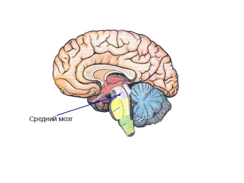 Средний мозг промежуточный мозг презентация