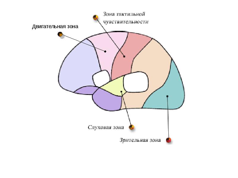Область тактильной чувствительности. Путь тактильной чувствительности. Зона тактильной чувствительности в мозге. Виды сенсорной чувствительности. Область тактильной чувствительности.