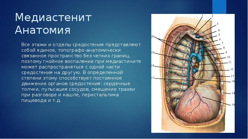 Средостение топографическая анатомия презентация