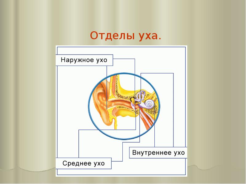 В какой отдел уха входит данная структура изображение