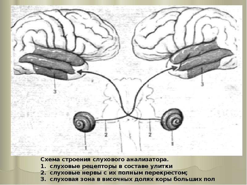 Схема слухового анализатора