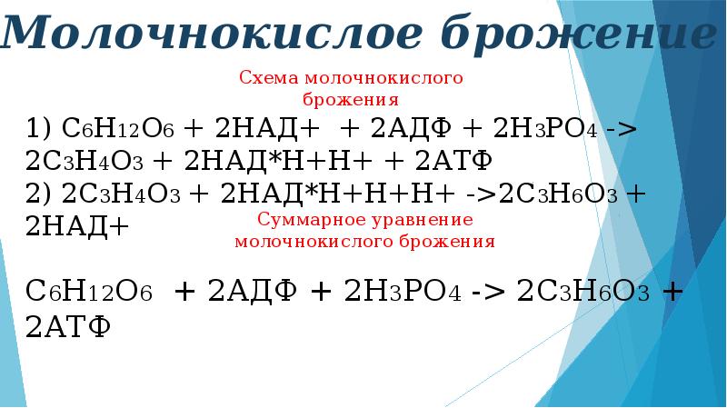 Уравнение маслянокислого брожения. Молочнокислое брожение схема. Маслянокислое брожение презентация. Маслянокислое брожение схема. Молочнокислое брожение в мышцах.