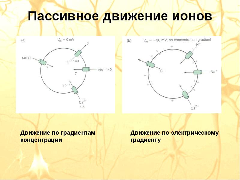 Концентрация движения. Пассивные движения. Движение по градиенту. Движение ионов круг.