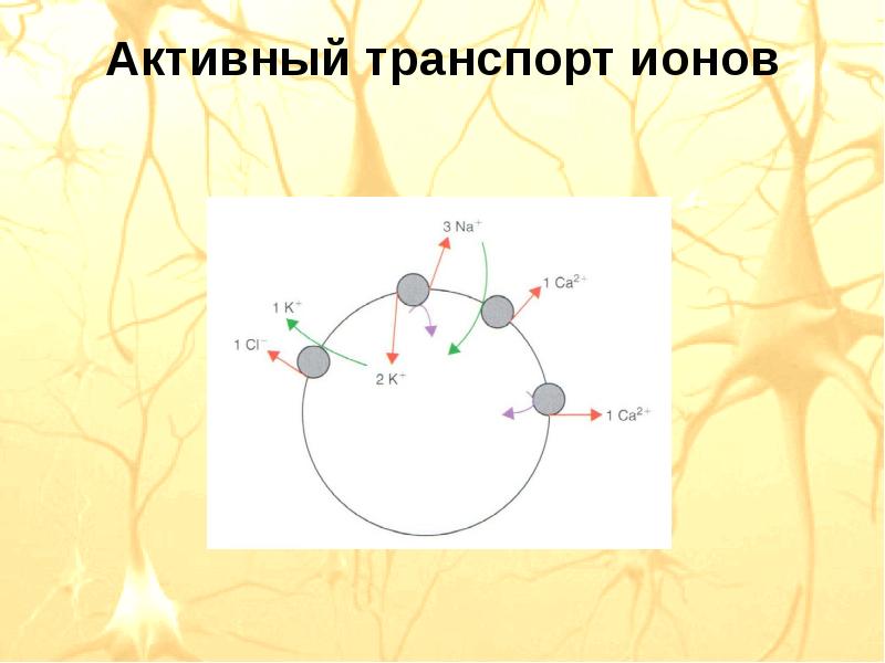 Транспорт ионов