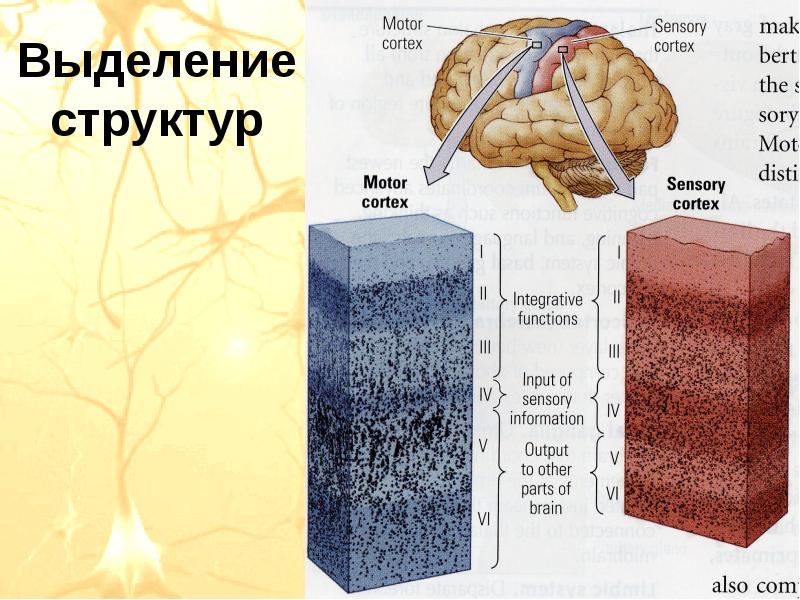 По структуре выделяют. Структурирование это выделение. Выделение структурных этажей. Выделения структурным кирпичем. Дерево для презентации выделения структуры.