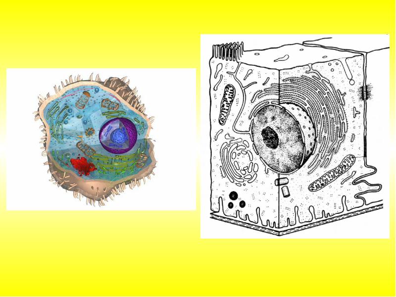 Цитоплазма рисунок строение