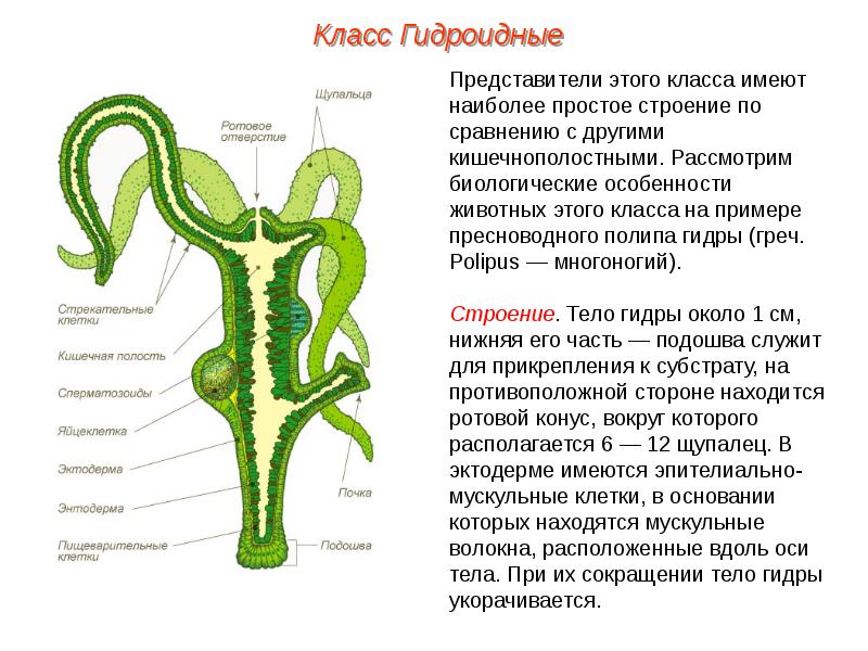 Рисунок гидры биология 7 класс строение с подписями