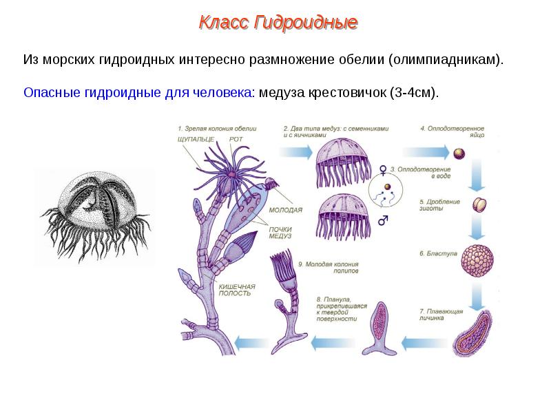 Особенности размножения человека 8 класс пасечник презентация