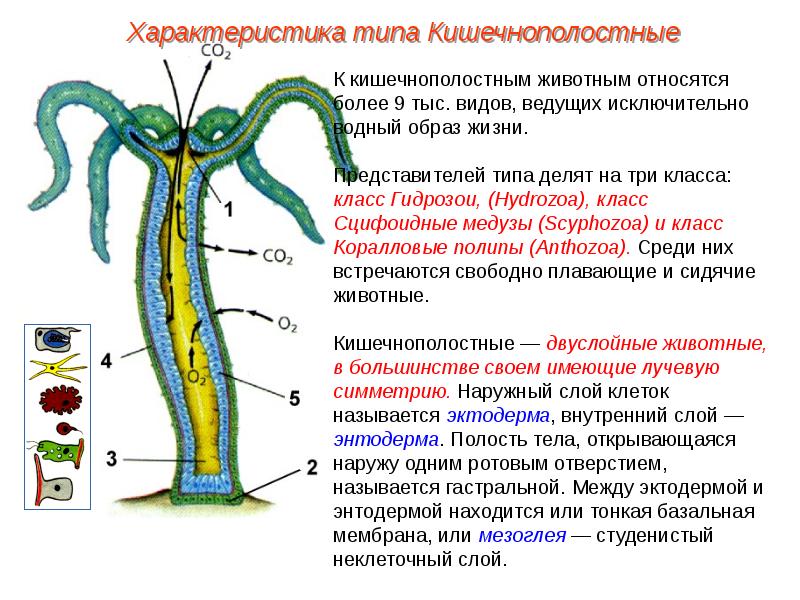 Какие признаки для кишечнополостных животных. Строение эктодермы и энтодермы кишечнополостных. Клетки эктодермы кишечнополостных 7 класс. Строение эктодермы кишечнополостных. Тип Кишечнополостные эктодерма и энтодерма.