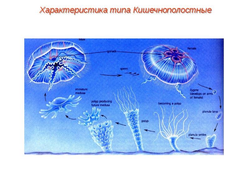 Жизненный цикл сцифоидных медуз. Размножение сцифоидных 7 класс биология. Схема размножения сцифоидных. Цикл развития сцифоидных. Размножение сцифоидных кишечнополостных.