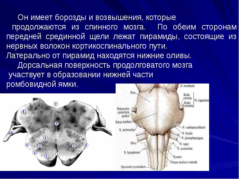 Ствол мозга образуют. Дорсальная поверхность мозгового ствола. Средний мозг дорсальная поверхность. Дорсальная поверхность ствола мозга. Мозговой ствол.