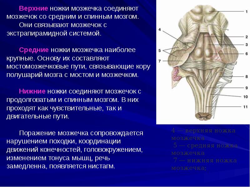 Ножки мозга