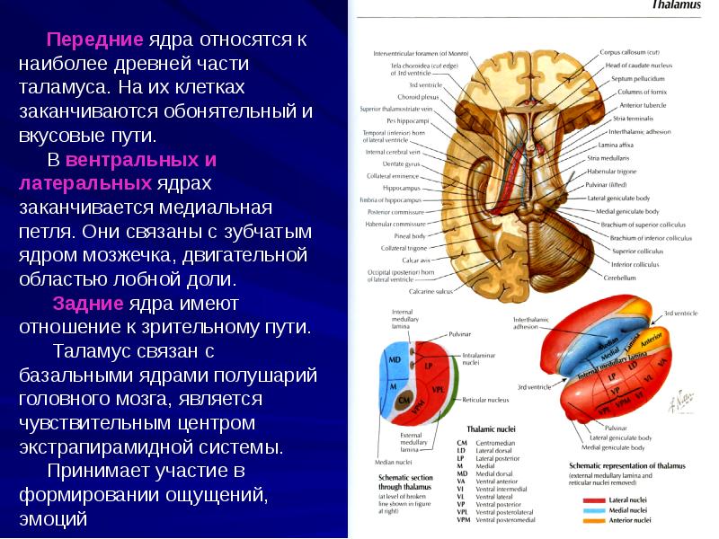 Головной мозг анатомия презентация