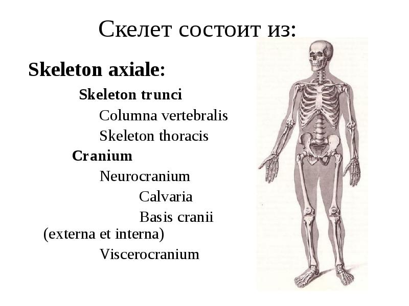 Скелет состоит из:
Skeleton axiale:
Скелет состоит из:
Skeleton axiale:
