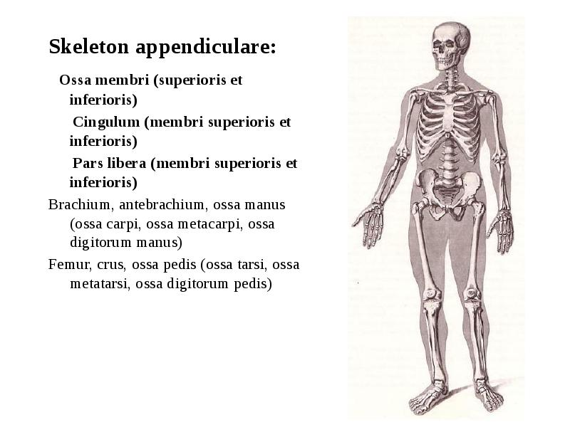 Skeleton appendiculare:
Skeleton appendiculare:
Ossa membri (superioris et inferioris)
Skeleton appendiculare:
Skeleton appendiculare:
Ossa membri (superioris et inferioris)