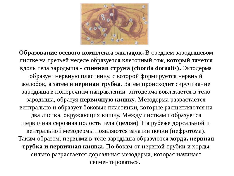 Образование осевого комплекса закладок. В среднем зародышевом листке на третьей неделе Образование осевого комплекса закладок. В среднем зародышевом листке на третьей неделе