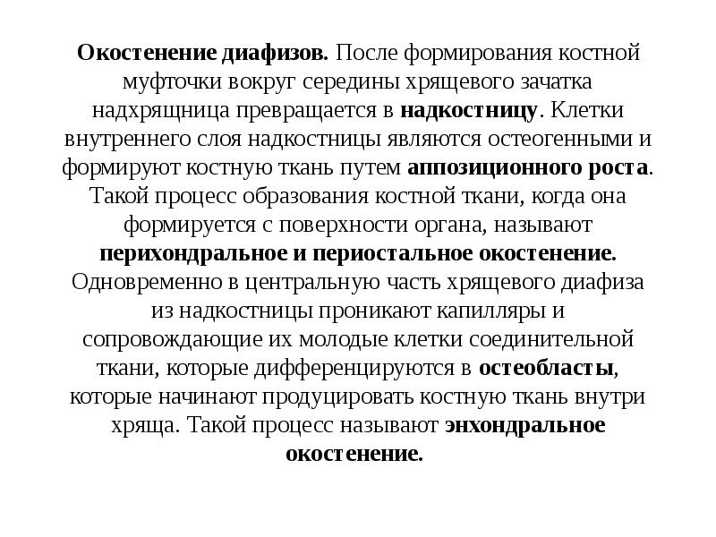 Окостенение диафизов. После формирования костной муфточки вокруг середины хрящевого зачатка надхрящница Окостенение диафизов. После формирования костной муфточки вокруг середины хрящевого зачатка надхрящница