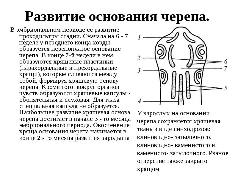Развитие основания черепа.
В эмбриональном периоде ее развитие проходитьтры стадии. Развитие основания черепа.
В эмбриональном периоде ее развитие проходитьтры стадии.