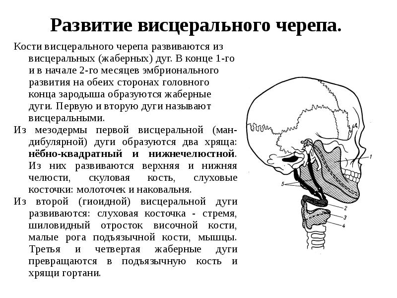 Развитие висцерального черепа.
Кости висцерального черепа развиваются из висцеральных (жаберных) Развитие висцерального черепа.
Кости висцерального черепа развиваются из висцеральных (жаберных)