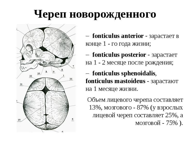 Череп новорожденного Череп новорожденного
