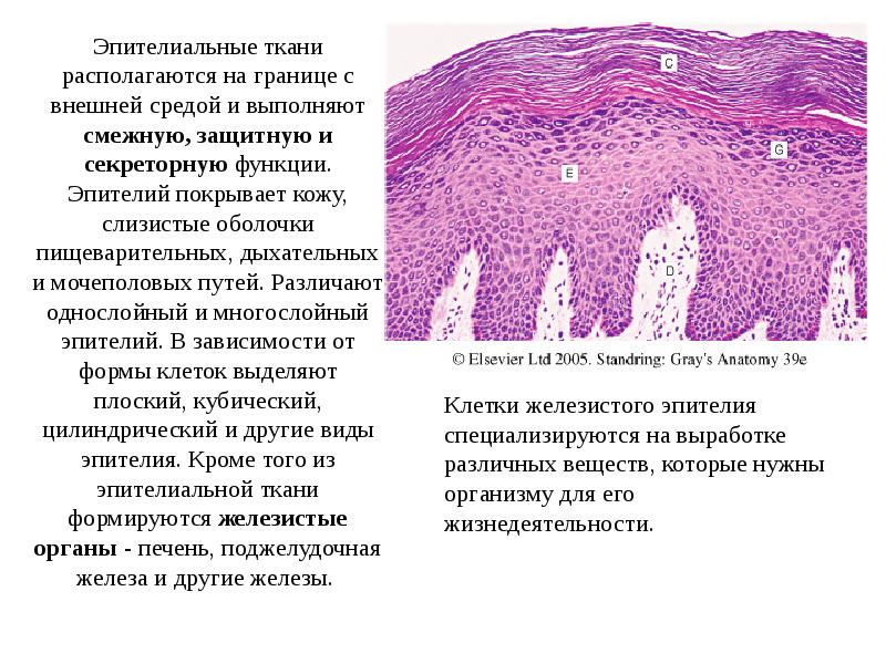 Эпителиальные ткани располагаются на границе с внешней средой и выполняют смежную, Эпителиальные ткани располагаются на границе с внешней средой и выполняют смежную,