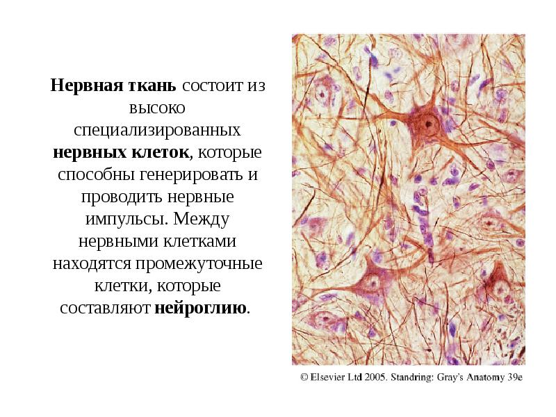 Нервная ткань состоит из высоко специализированных нервных клеток, которые способны генерировать Нервная ткань состоит из высоко специализированных нервных клеток, которые способны генерировать