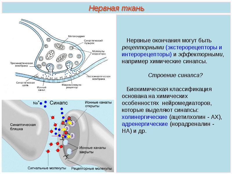 Рецепторы синапса. Рецепторы холинергического синапса. Медиатор в холинергическом синапсе. Строение холинергического синапса. Холинергический синапс строение механизм.