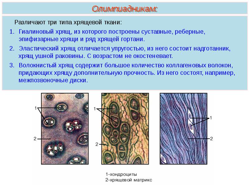 Хрящевая ткань презентация