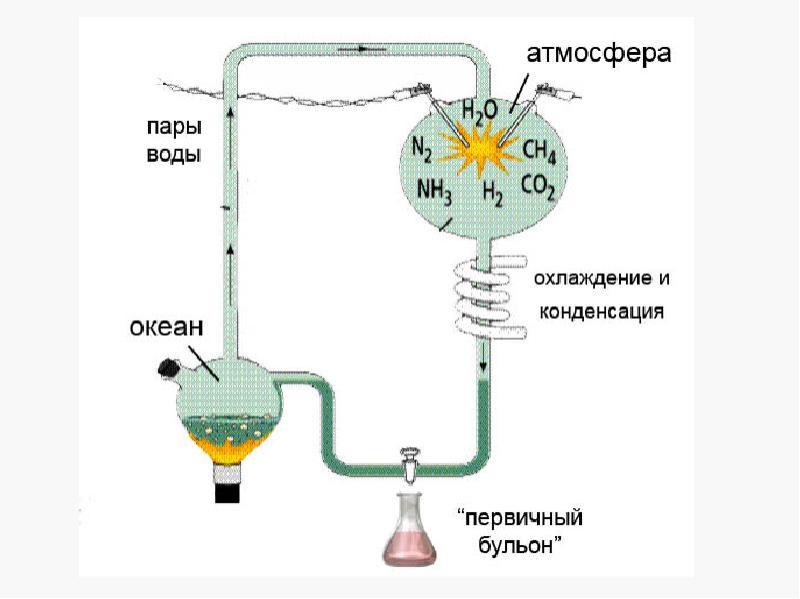 Первобытный бульон это