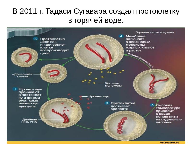 Протобионты. Протоклетки. Протоклетки гипотеза. Протоклетки теория происхождения. Строение протоклетки.