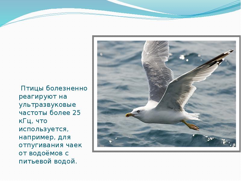 Птицы болезненно реагируют на ультразвуковые частоты более 25 кГц, что используется, Птицы болезненно реагируют на ультразвуковые частоты более 25 кГц, что используется,