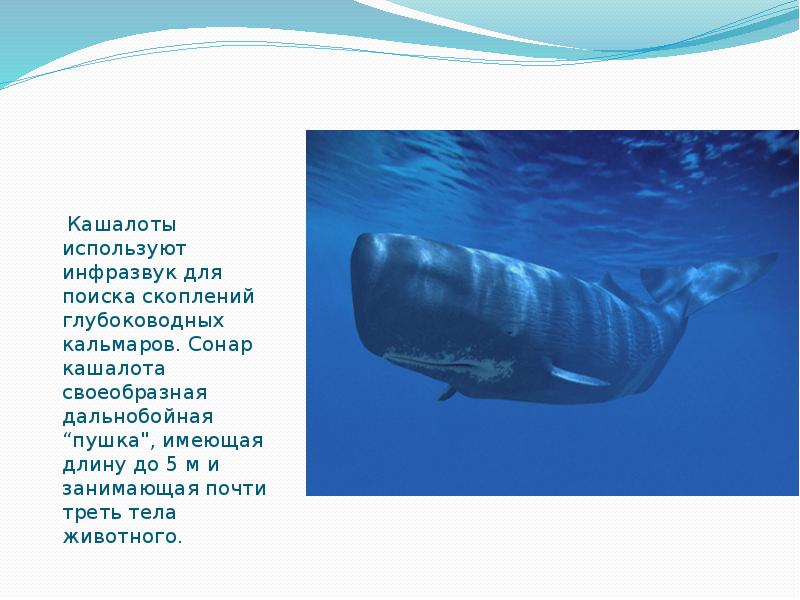 Кашалоты используют инфразвук для поиска скоплений глубоководных кальмаров. Сонар кашалота своеобразная Кашалоты используют инфразвук для поиска скоплений глубоководных кальмаров. Сонар кашалота своеобразная