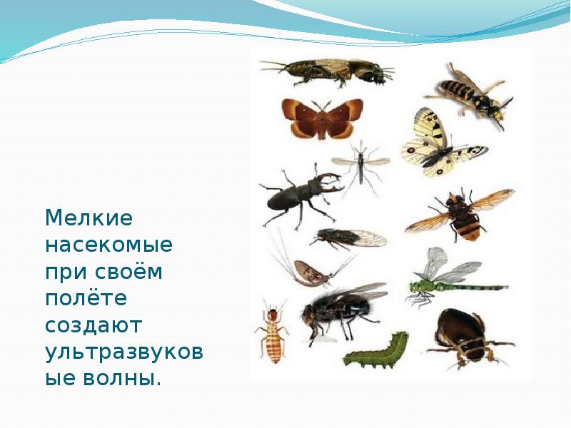 Мелкие насекомые при своём полёте создают ультразвуковые волны. Мелкие насекомые при своём полёте создают ультразвуковые волны.