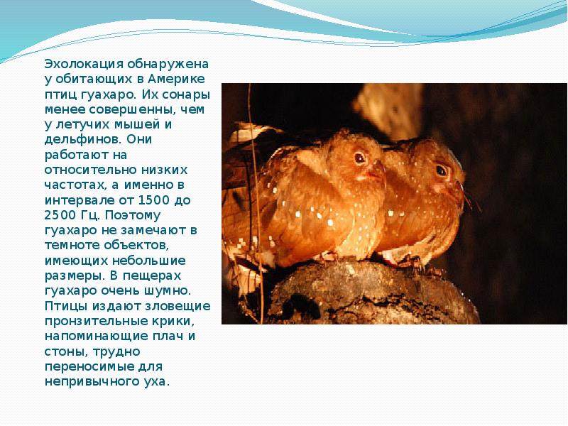 Эхолокация обнаружена у обитающих в Америке птиц гуахаро. Их сонары менее Эхолокация обнаружена у обитающих в Америке птиц гуахаро. Их сонары менее
