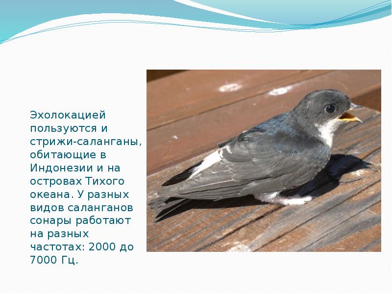 Эхолокацией пользуются и стрижи-саланганы, обитающие в Индонезии и на островах Тихого Эхолокацией пользуются и стрижи-саланганы, обитающие в Индонезии и на островах Тихого